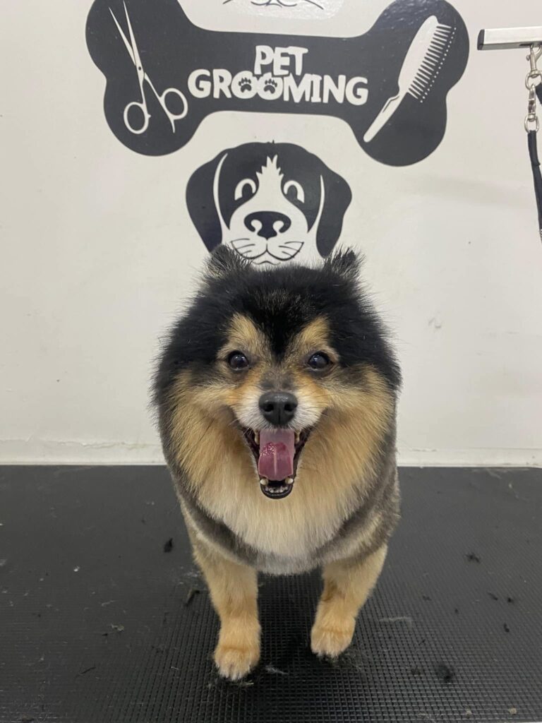 Read more about the article Thank you for trusting Bark N Purr