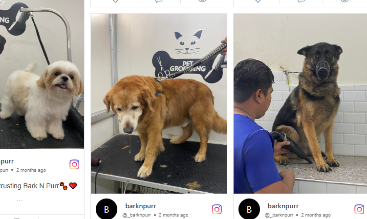 Read more about the article Pet grooming photos